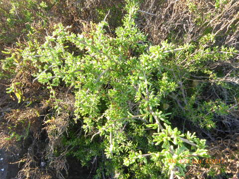 Image of California desert-thorn