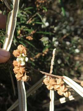 Imagem de Lasiopetalum ferrugineum var. ferrugineum