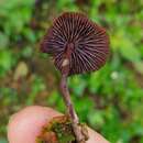 Image of Psilocybe guilartensis Guzmán, F. Tapia & Nieves-Riv. 1997