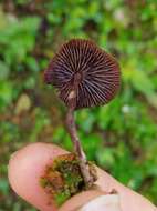 Image of Psilocybe guilartensis Guzmán, F. Tapia & Nieves-Riv. 1997