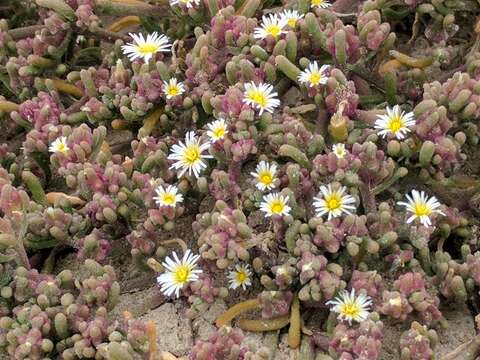 Image of slenderleaf iceplant