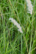 Imagem de Bothriochloa longipaniculata (Gould) Allred & Gould