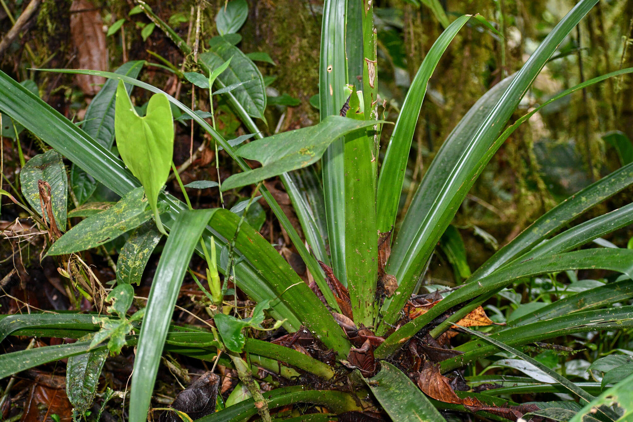 صورة Guzmania xanthobractea Gilmartin