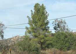 Image of Afghan pine