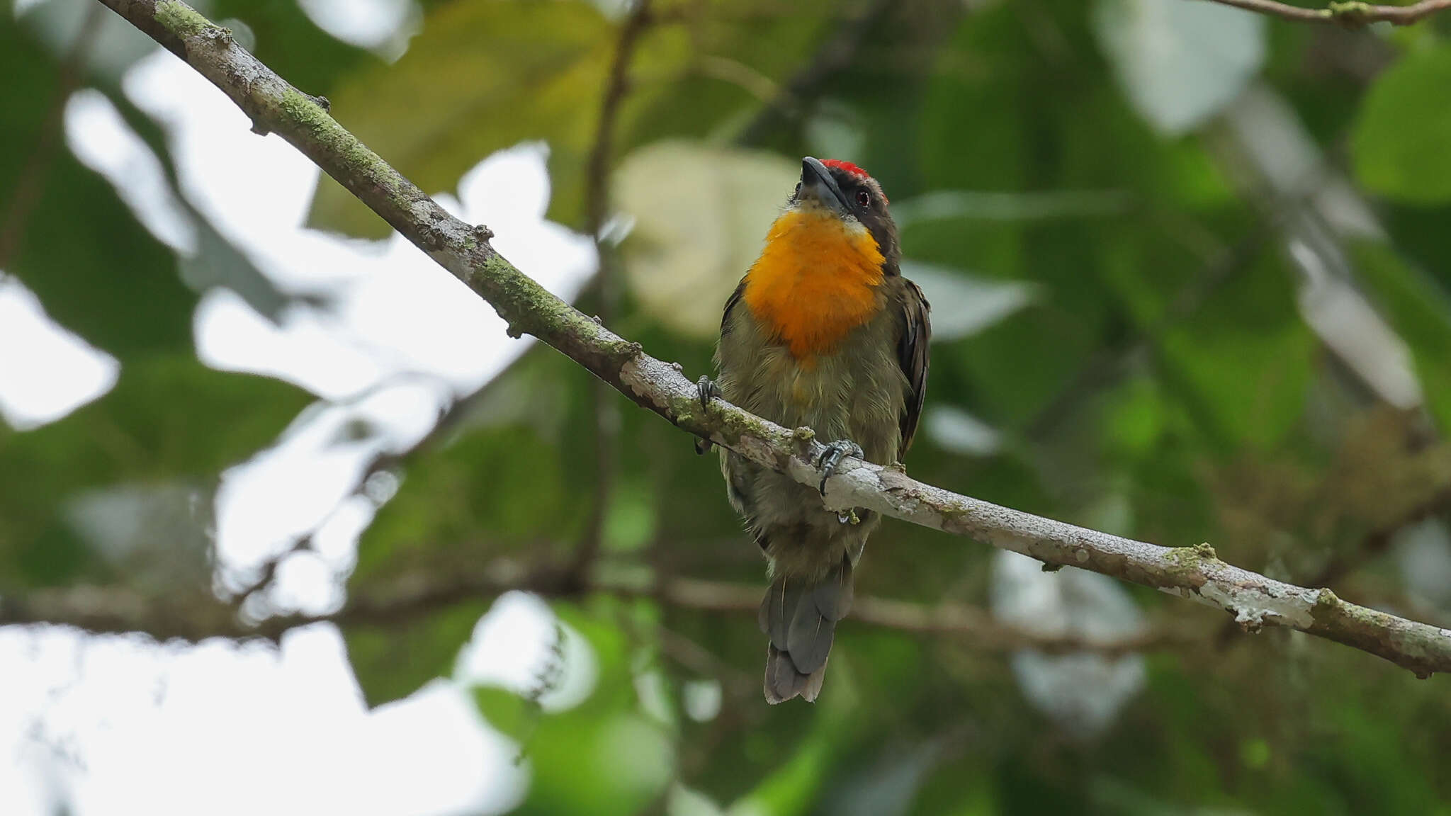 Image of Scarlet-crowned Barbet