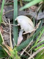 Слика од Saproamanita prairiicola (Peck) Redhead, Vizzini, Drehmel & Contu 2016