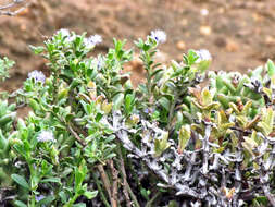 Image of Polygala asbestina Burch.