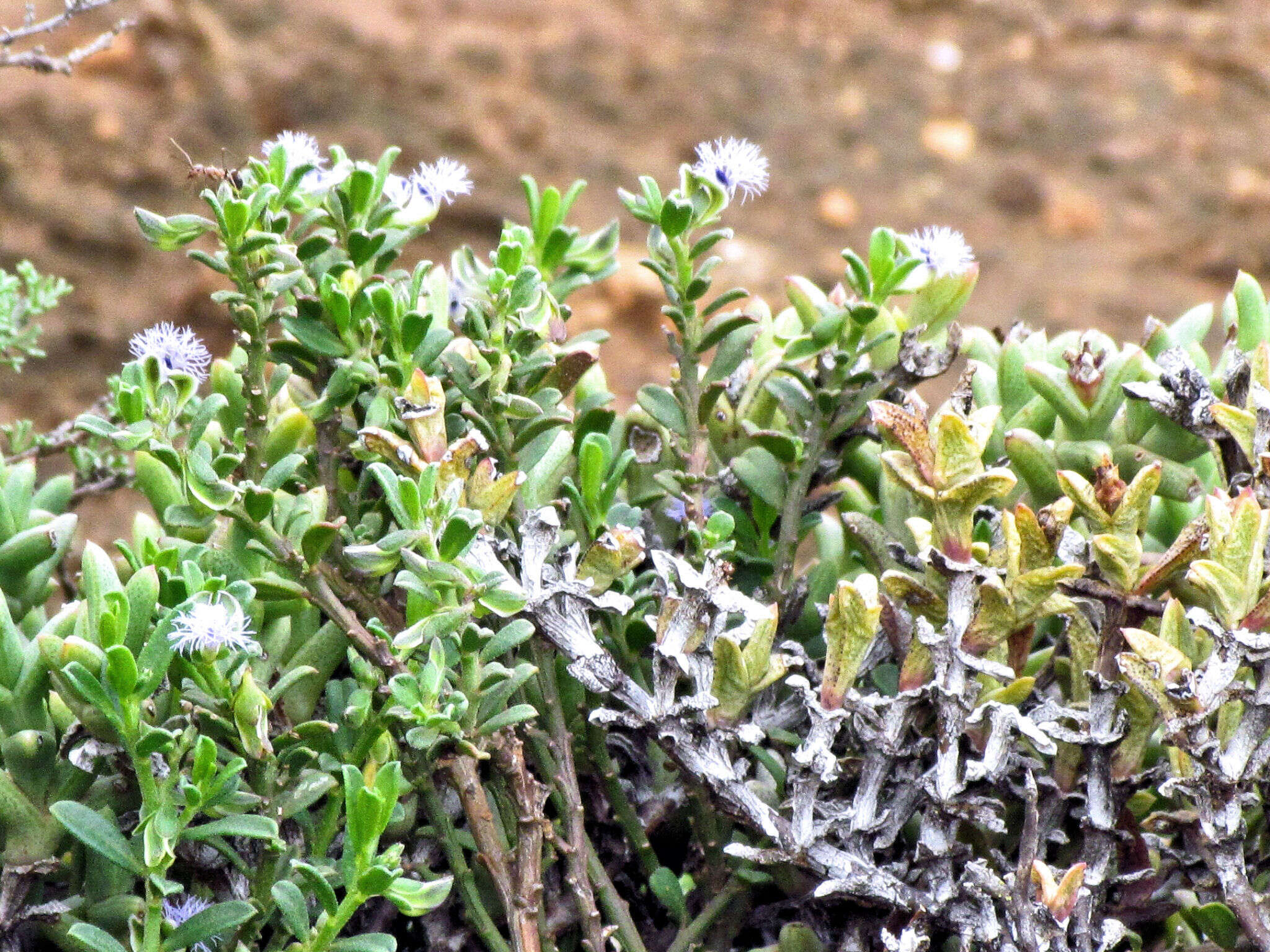 Image of Polygala asbestina Burch.