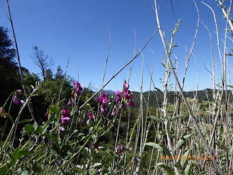 Image of Lathyrus laetiflorus Greene