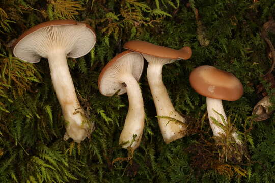 Image de Clitocybe americana H. E. Bigelow 1976