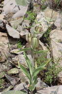 Image of Fritillaria sewerzowii Regel