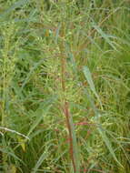 Image of tidalmarsh amaranth