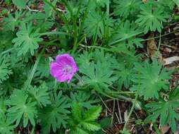 Image of bloody geranium