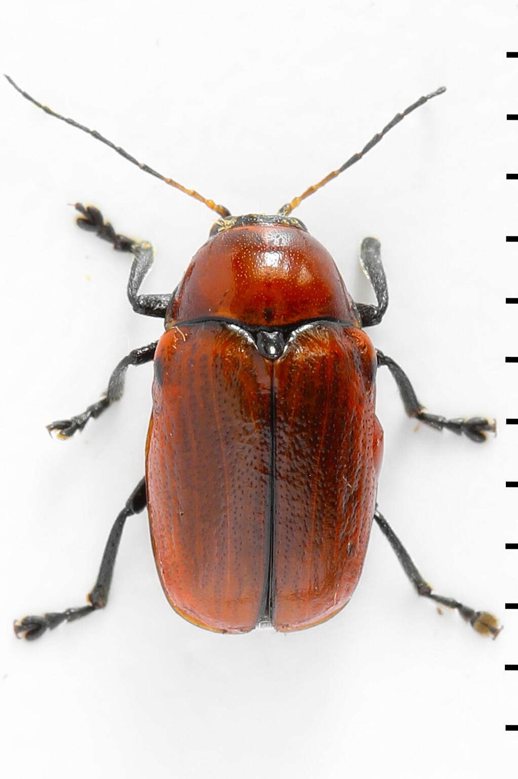 Cryptocephalus coryli (Linnaeus 1758) resmi