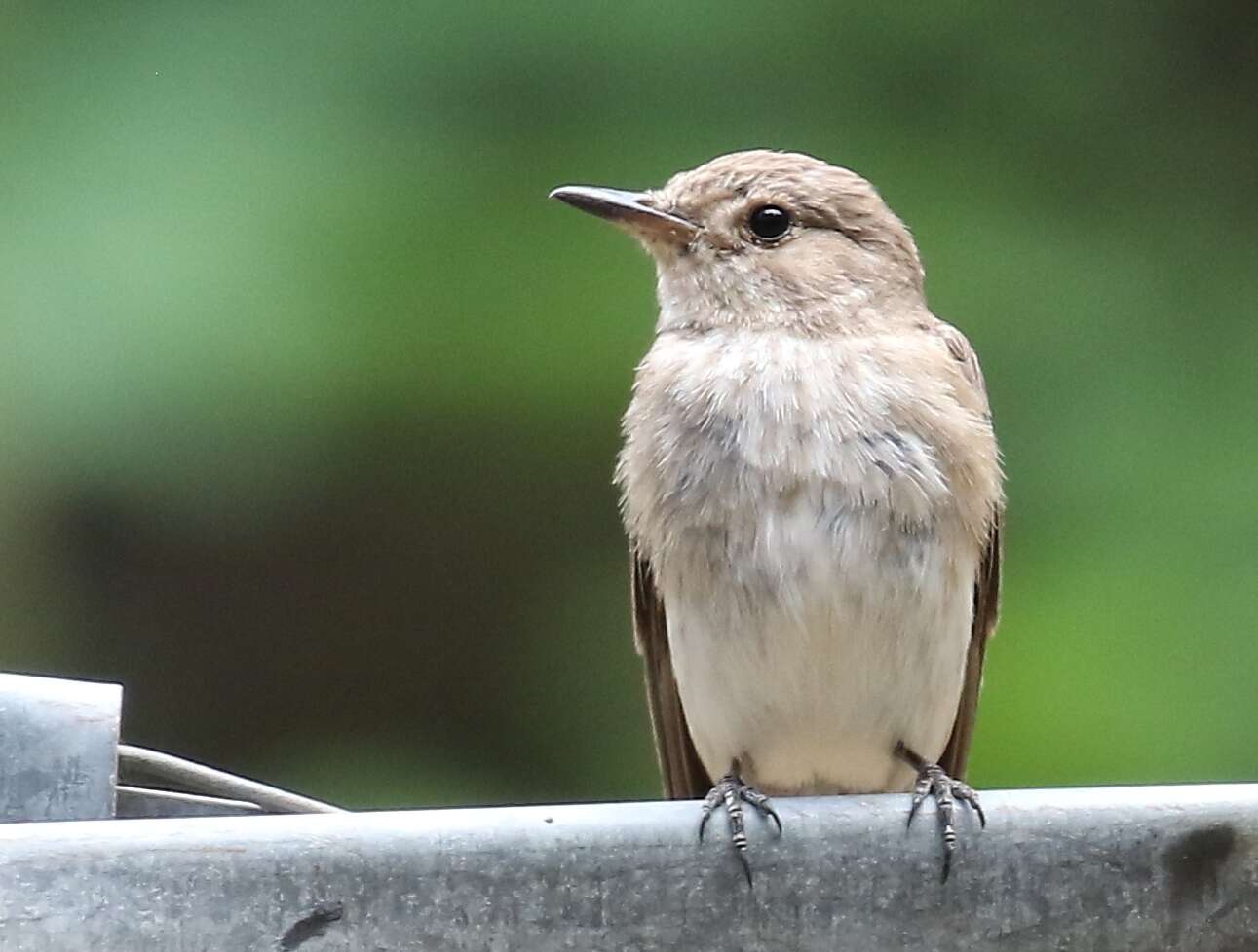 Image of <i>Muscicapa striata tyrrhenica</i>