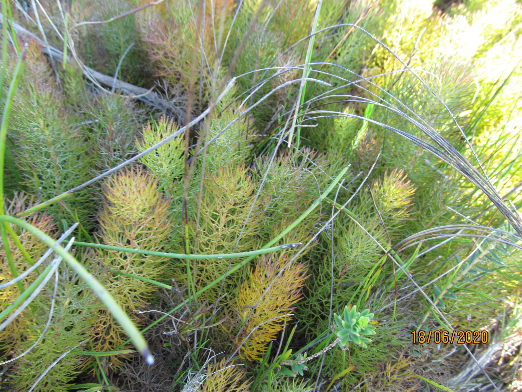 Plancia ëd Serruria cyanoides (L.) R. Br