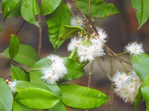 Image of Syzygium oleosum (F. Müll.) B. P. M. Hyland