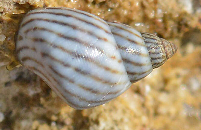 Image of zebra periwinkle