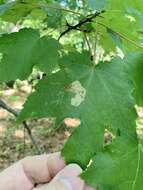 Image of Maple Leafblotch Miner