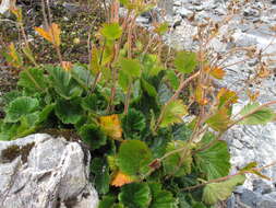 Image of Geum cockaynei (F. Bolle) B. P. J. Molloy & C. J. Webb