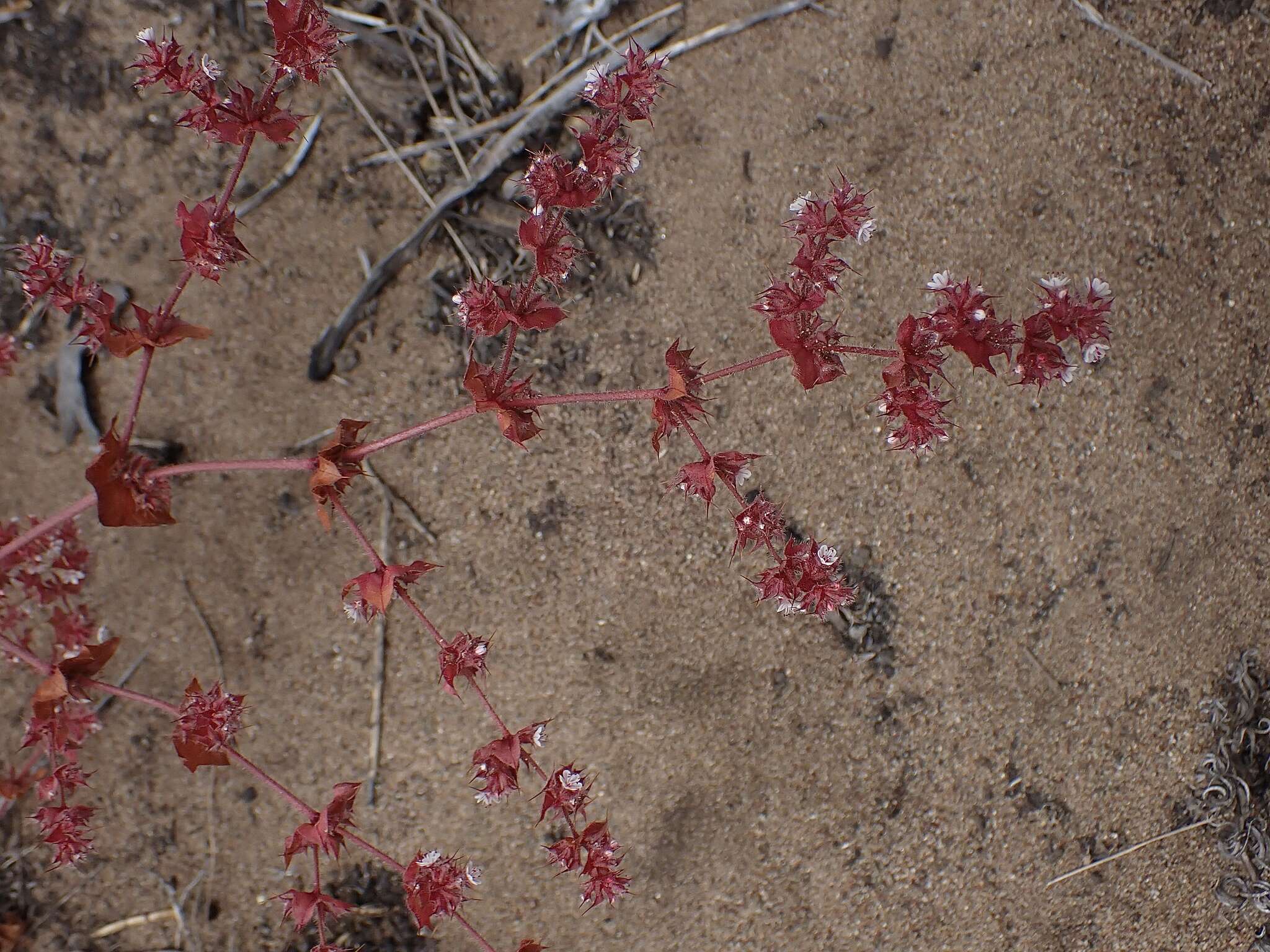 Imagem de Mucronea californica Benth.