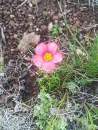 Image of red-flower woodsorrel