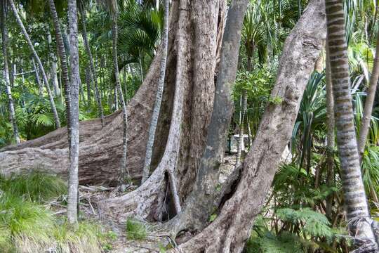 Image of Syzygium fullagarii (F. Müll.) L. A. Craven