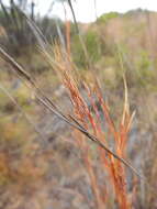 Image of thatching grass