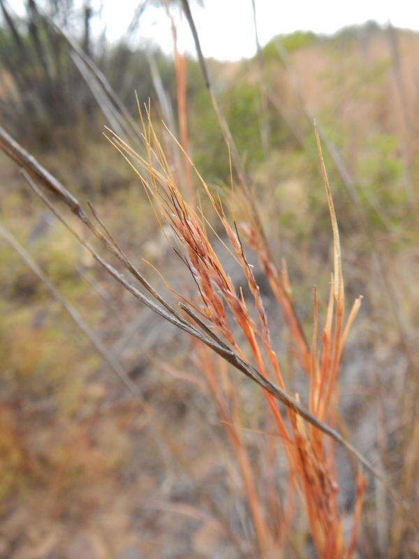 Image of thatching grass