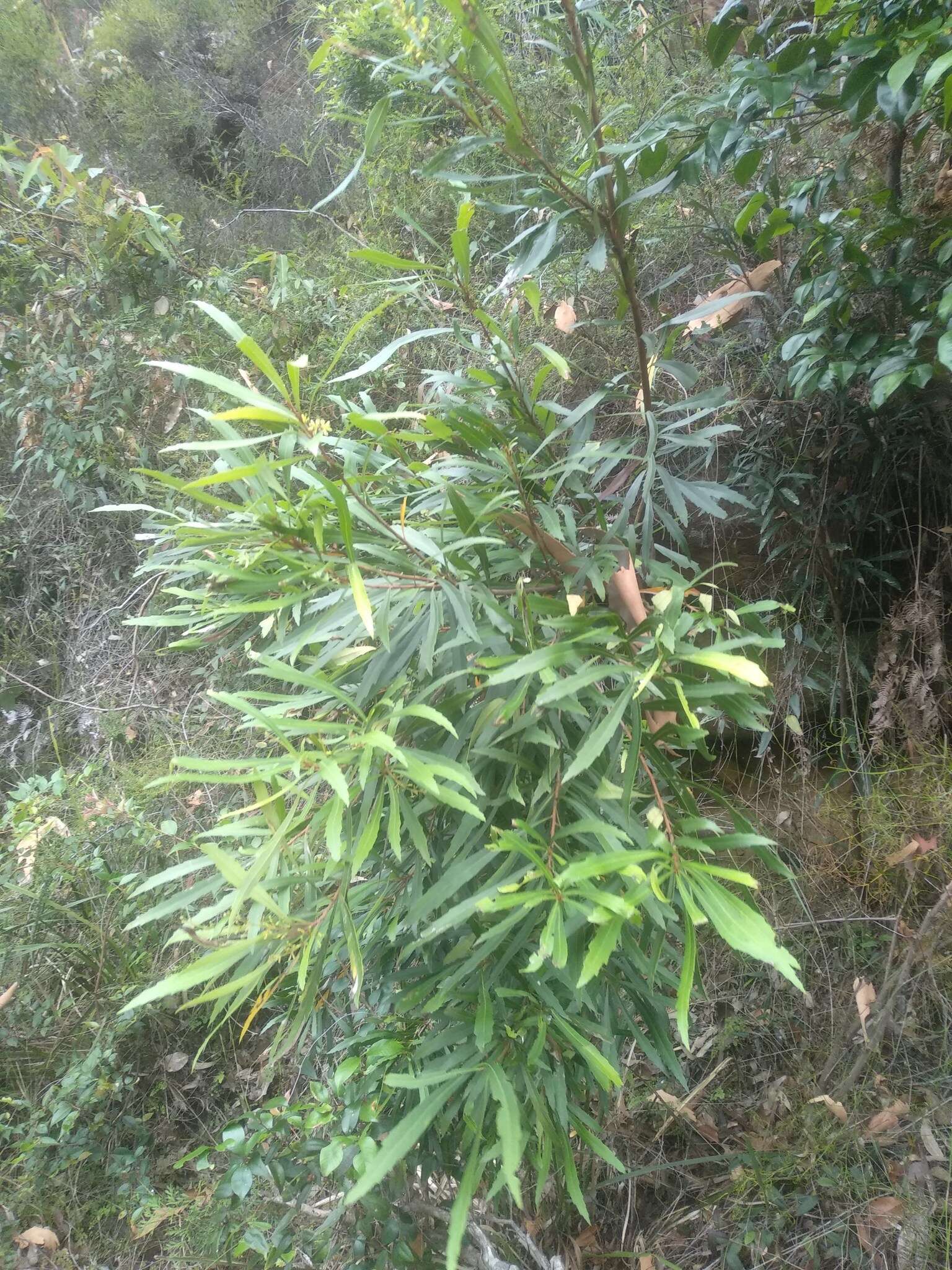 Image de Lomatia myricoides (C. F. Gaertner) Domin