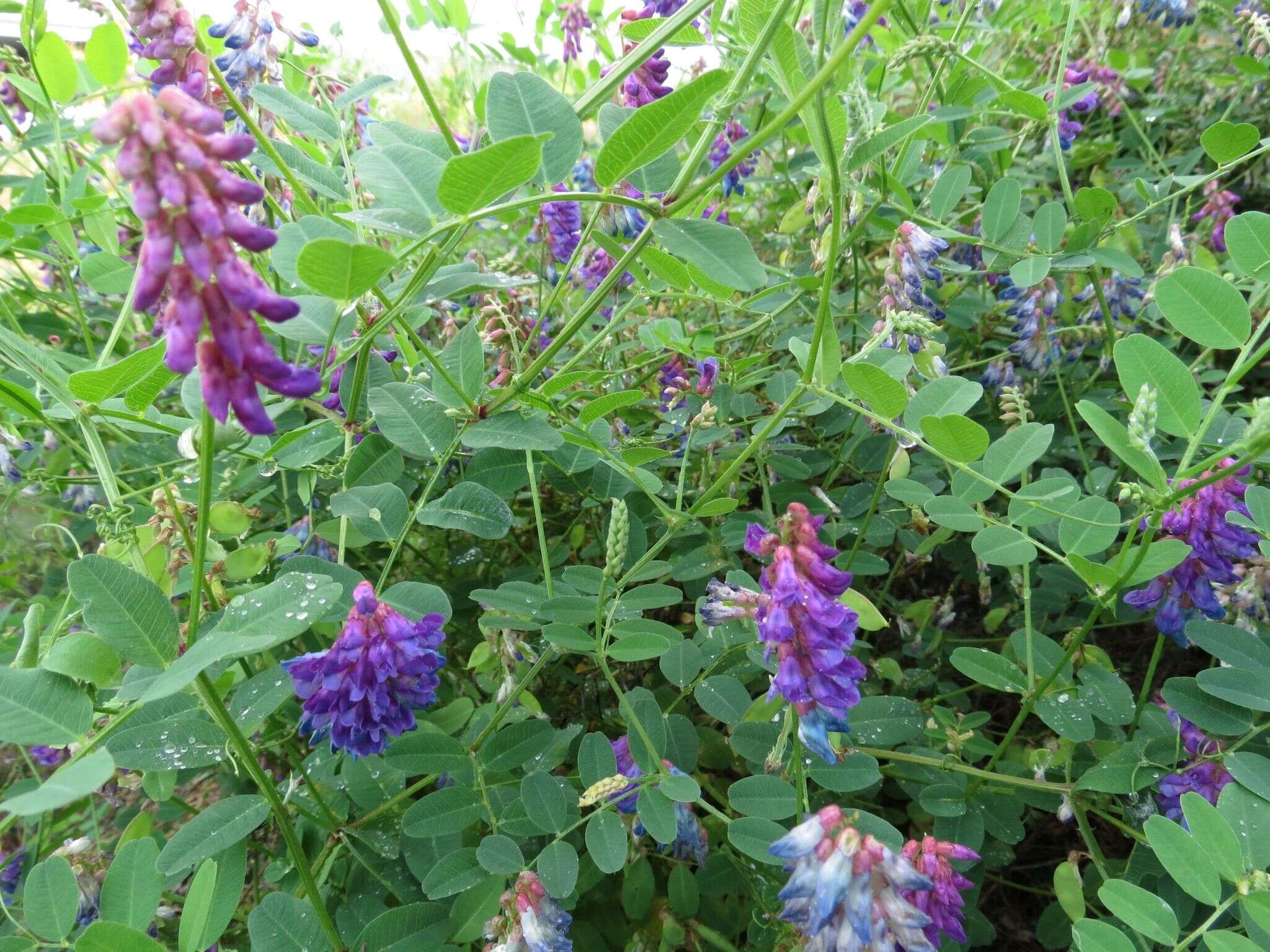 Image of Vicia amurensis Oett.