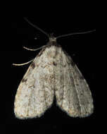 صورة Dyspyralis puncticosta Smith 1908