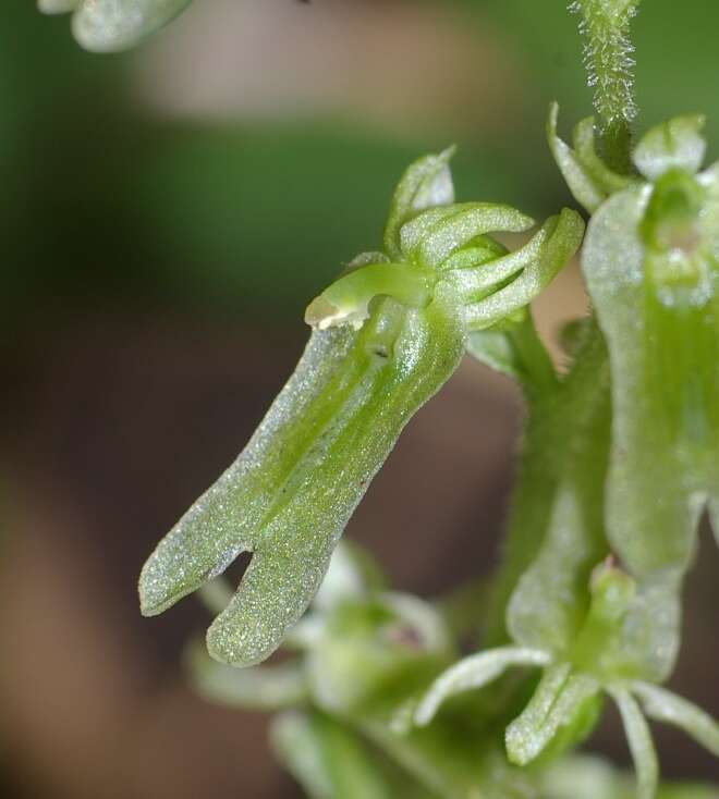 Neottia auriculata (Wiegand) Szlach. resmi