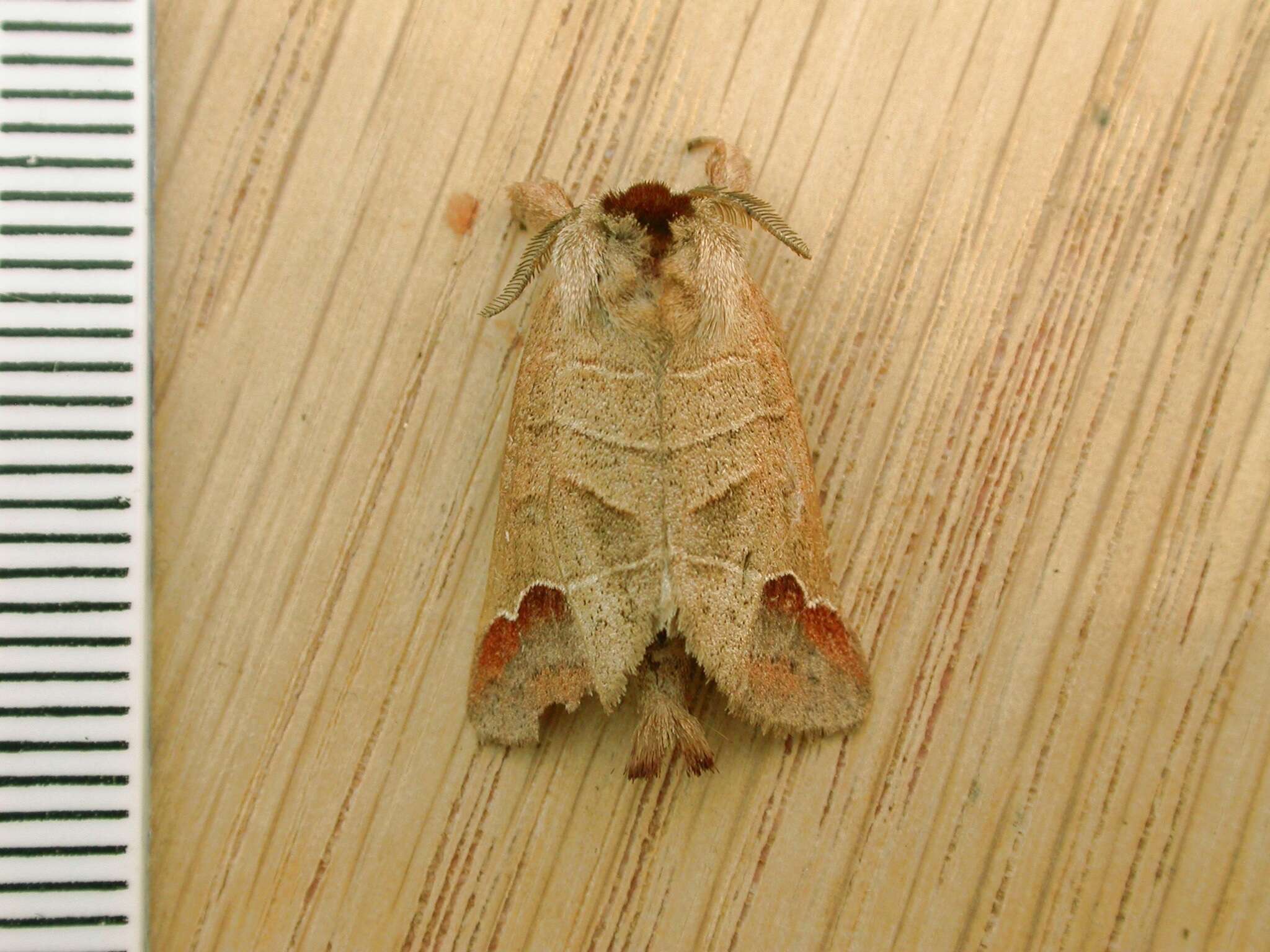 Clostera curtula Linnaeus 1758的圖片