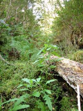 Image of Erechtites wairauensis (Belcher) Allan