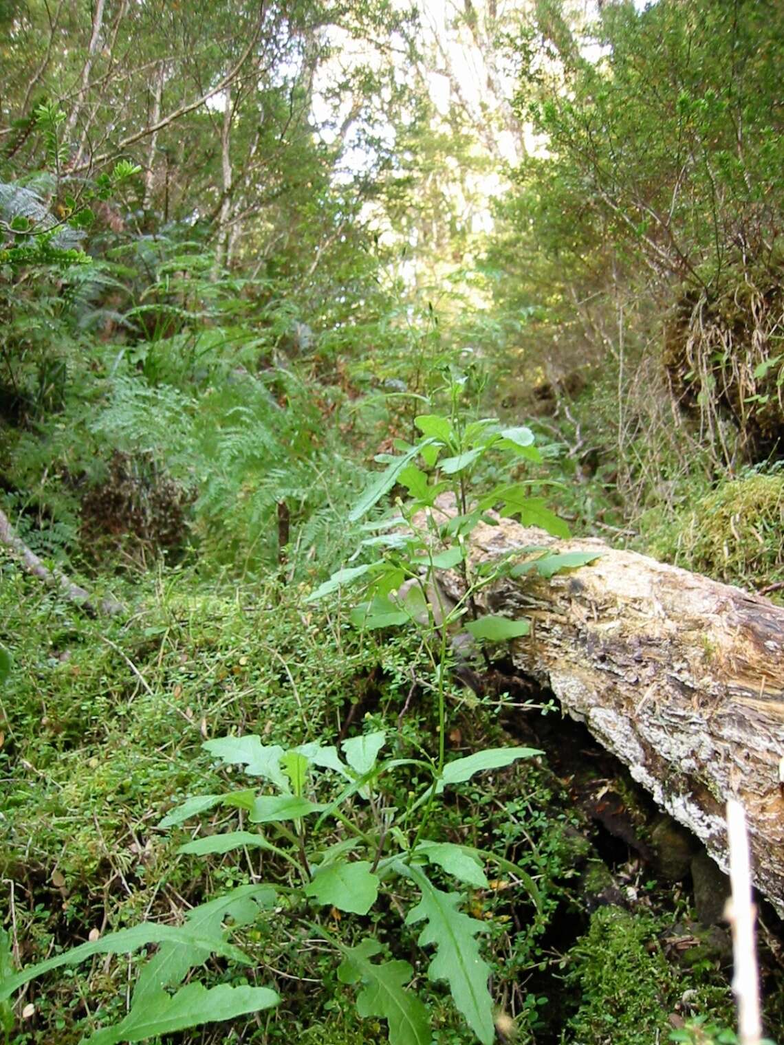 Image of Erechtites wairauensis (Belcher) Allan