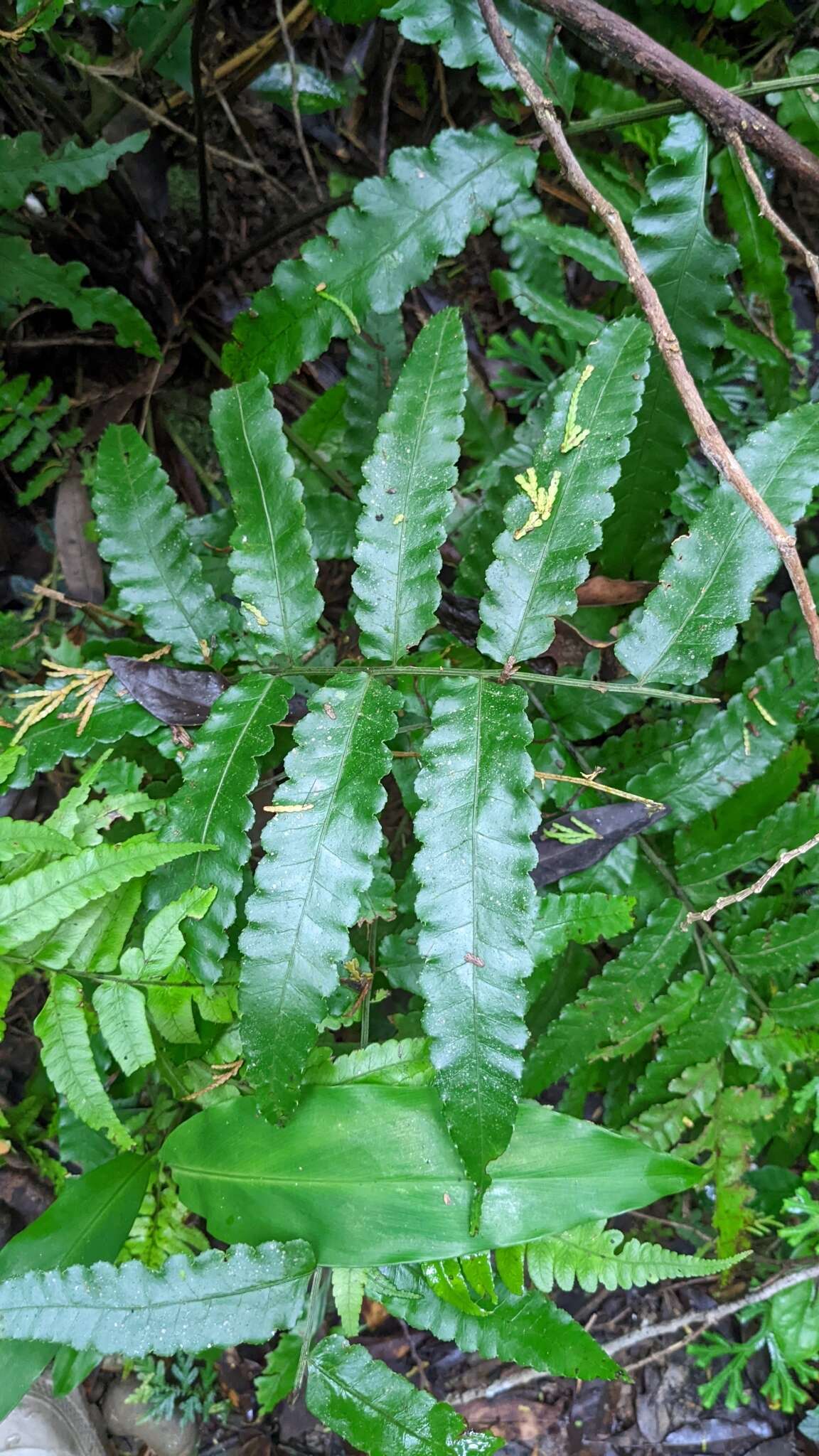 Plancia ëd Bolbitis subcordata (Copel.) Ching