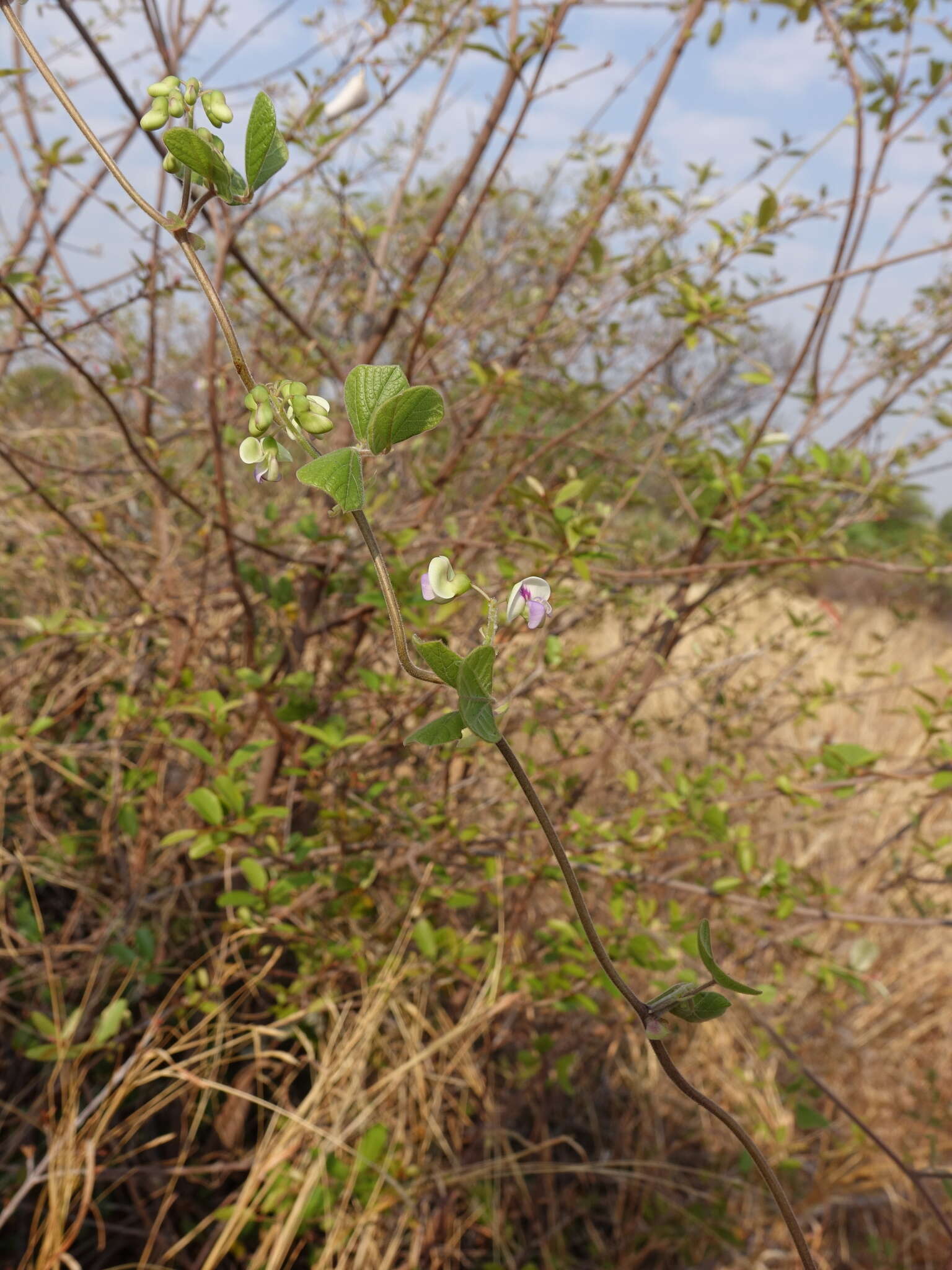 Image of Galactia tenuiflora (Willd.) Wight & Arn.