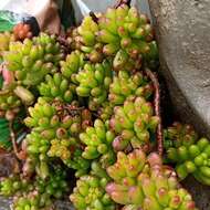 Sedum rubrotinctum R. T. Clausen resmi