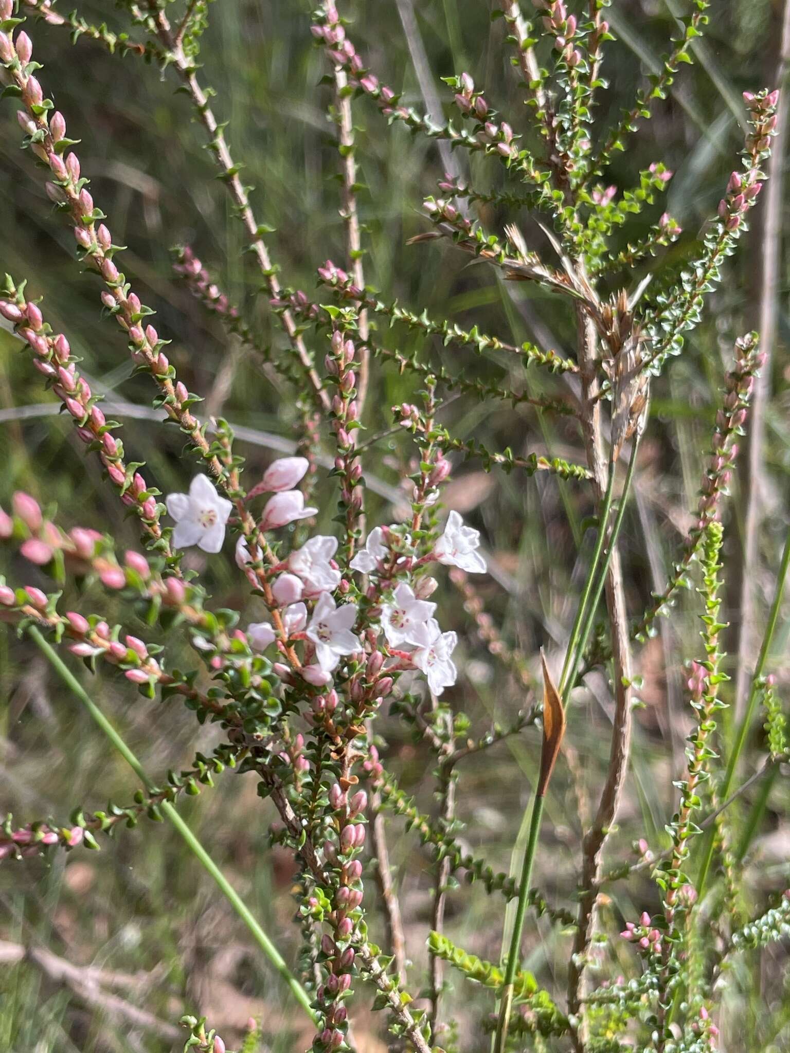 Sivun Epacris microphylla R. Br. kuva