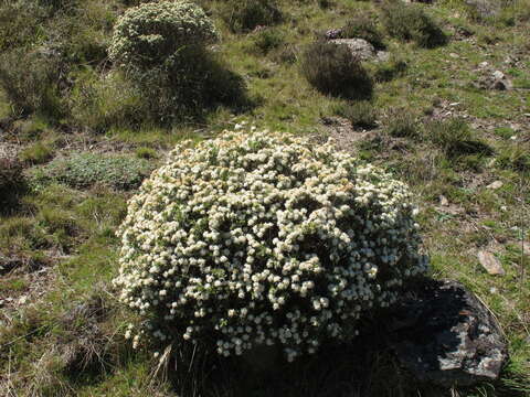 Image of Pimelea aridula Cockayne