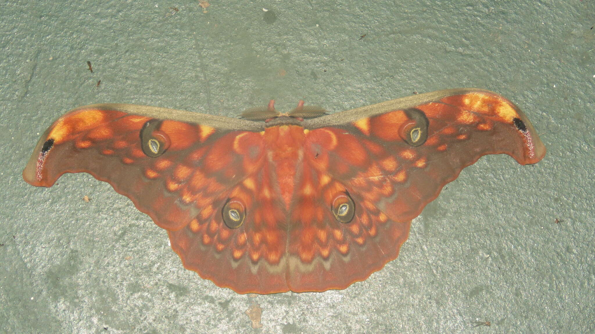 Image of Antheraea larissa (Westwood 1847)