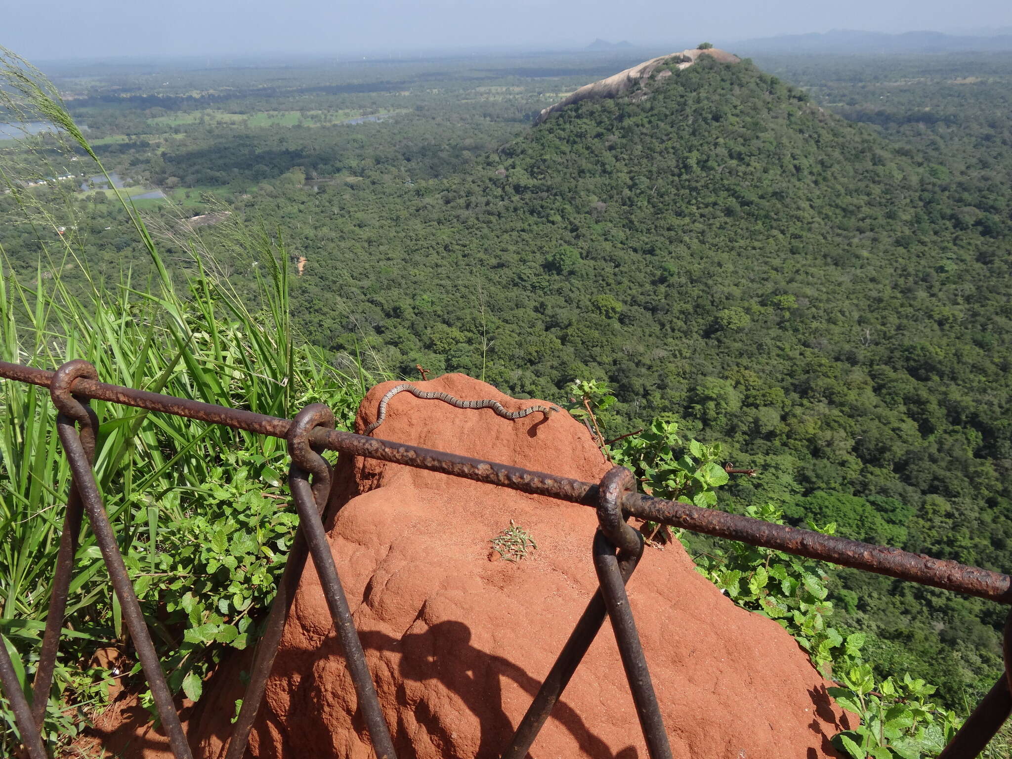 Image of Indian flying snake