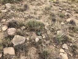 Image de Agave parryi subsp. neomexicana (Wooton & Standl.) B. Ullrich