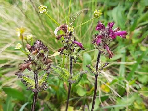 Image of Pedicularis crassirostris Bunge