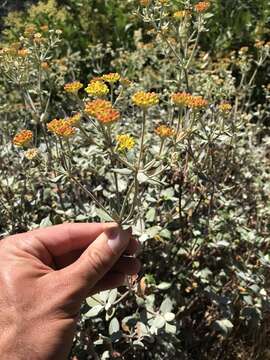 Image of Eriogonum umbellatum var. ahartii Reveal