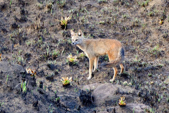 Image of Brasilian Fox