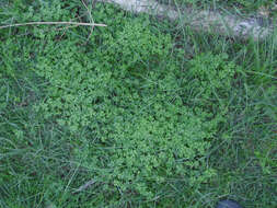 Image of Oxalis bipartita A. St.-Hil.