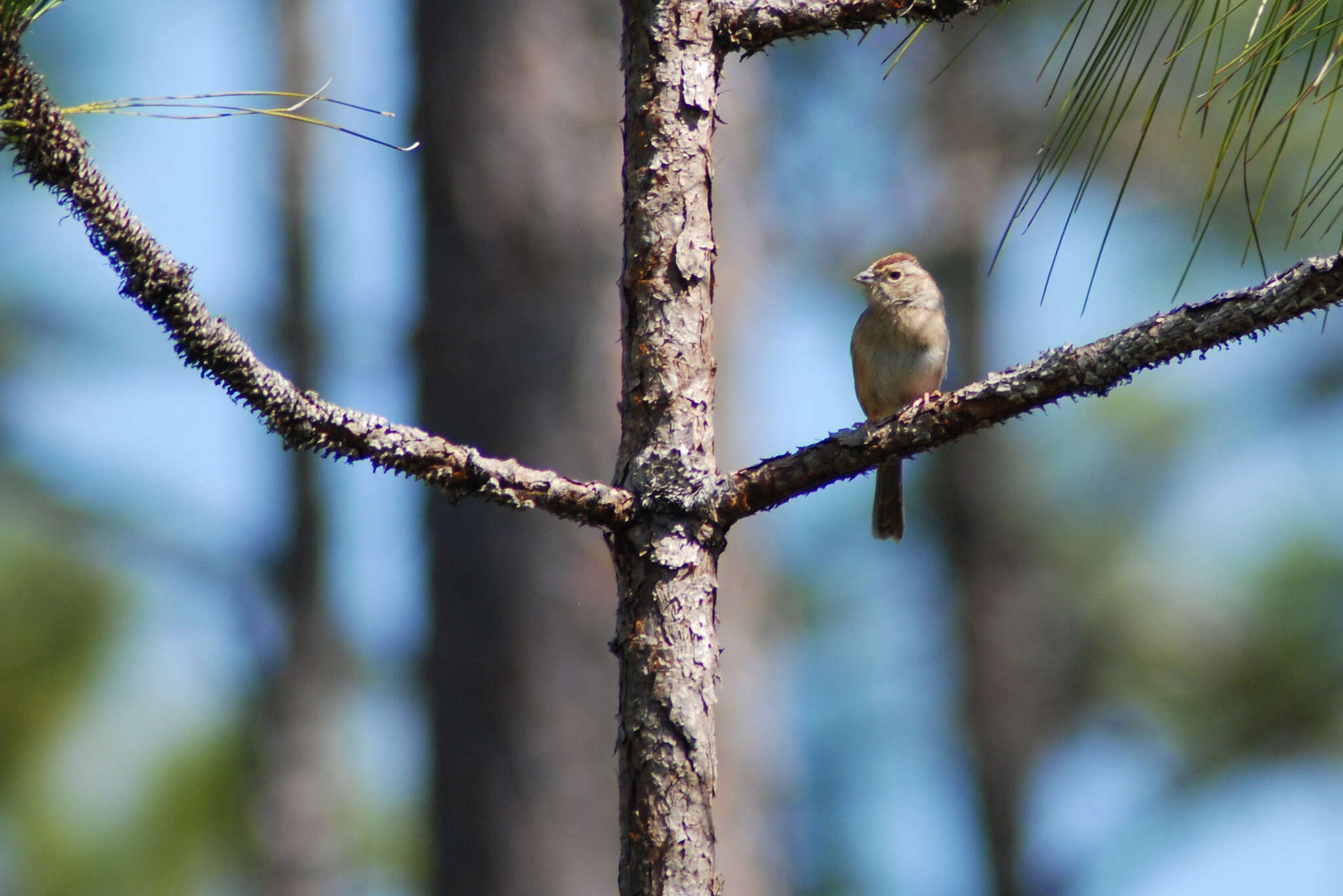 Image of Bachman's Sparrow