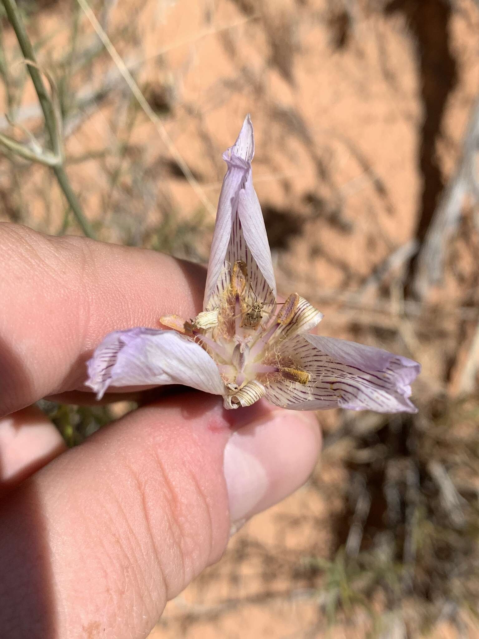 Image of alkali mariposa lily